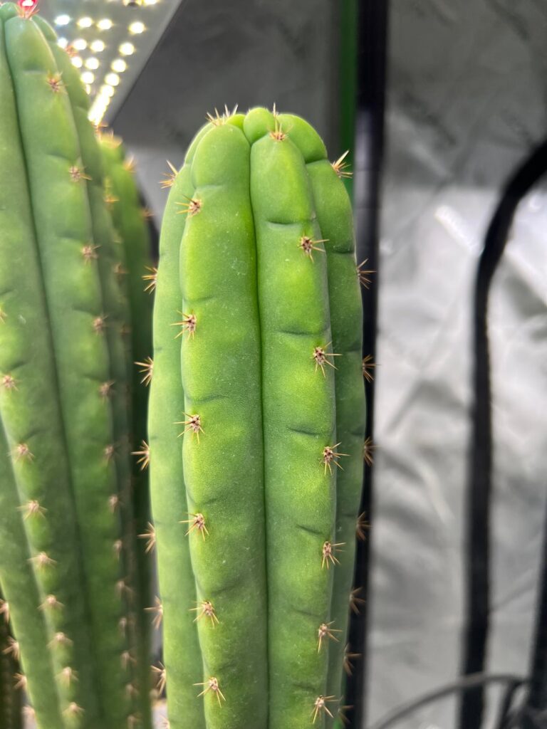 Cerdanyola Francis crosses catching eyes 👀