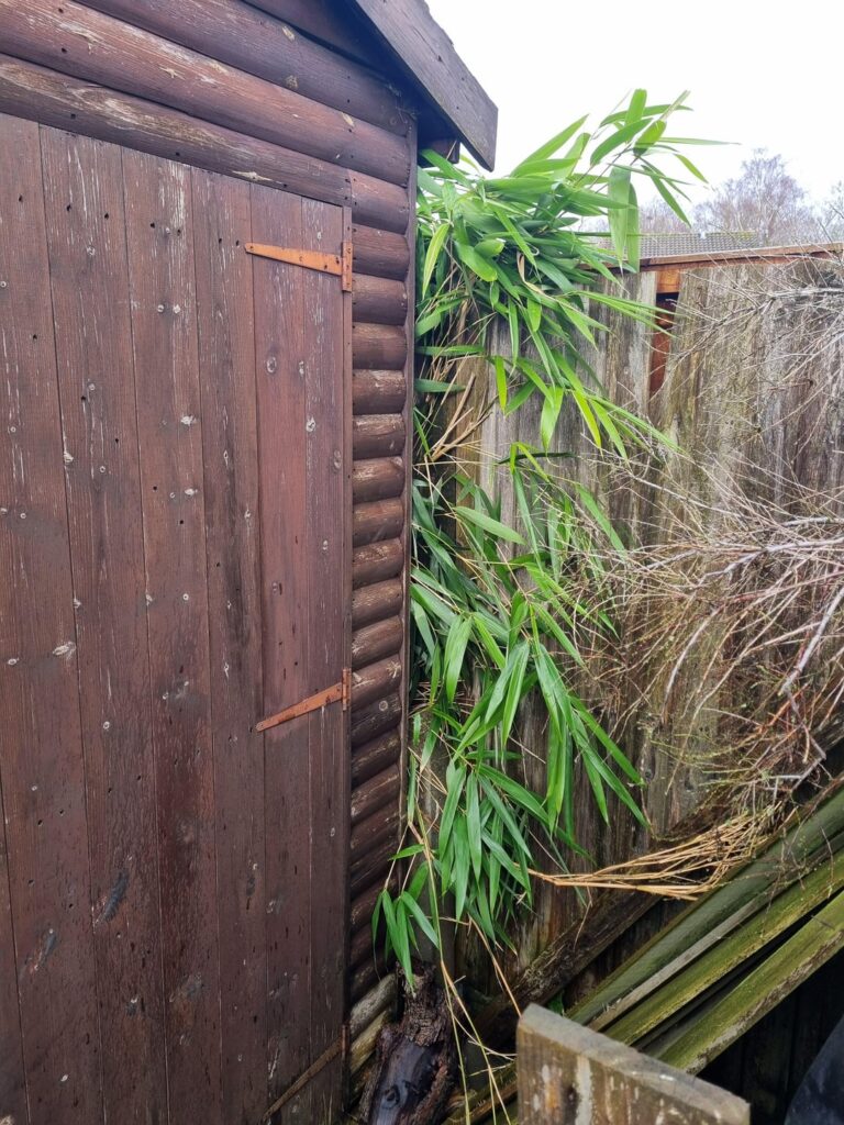 Neighbours Invasive Bamboo Neighbours Invasive Bamboo