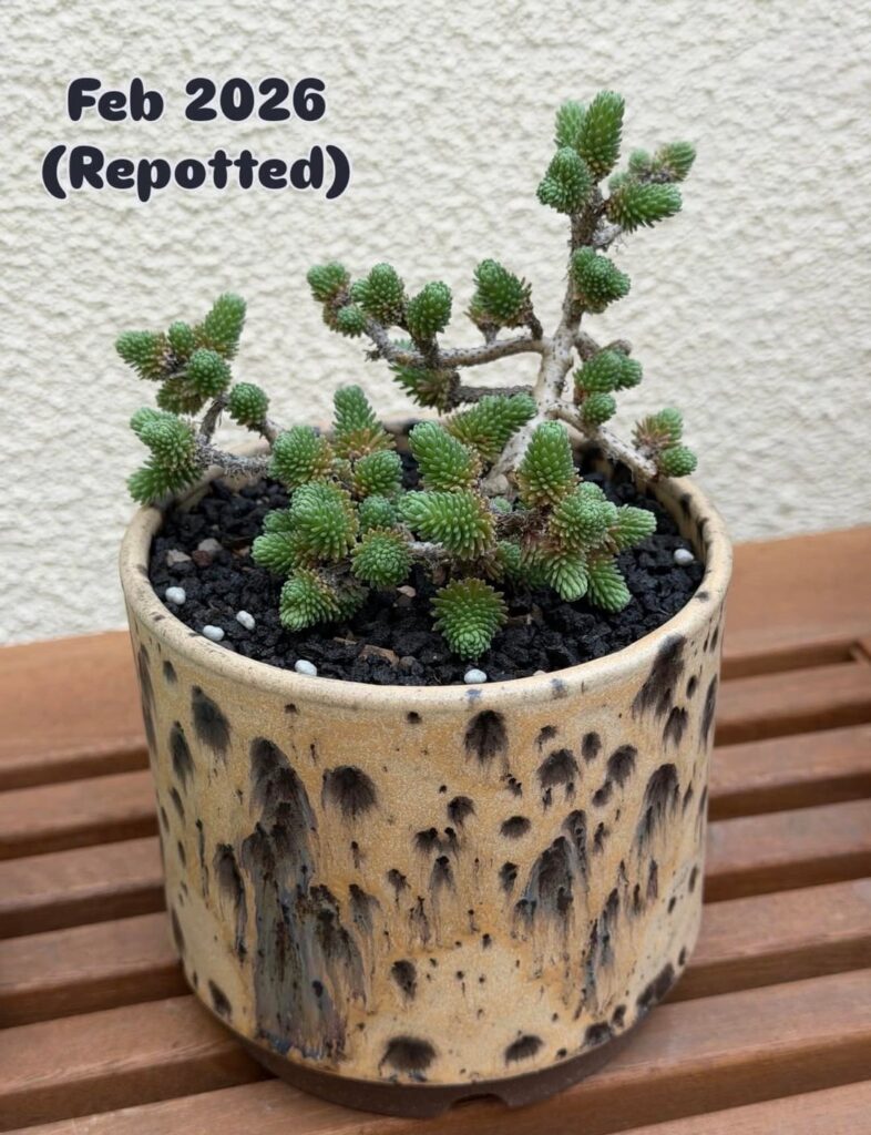 Sedum Multiceps 1 year progress