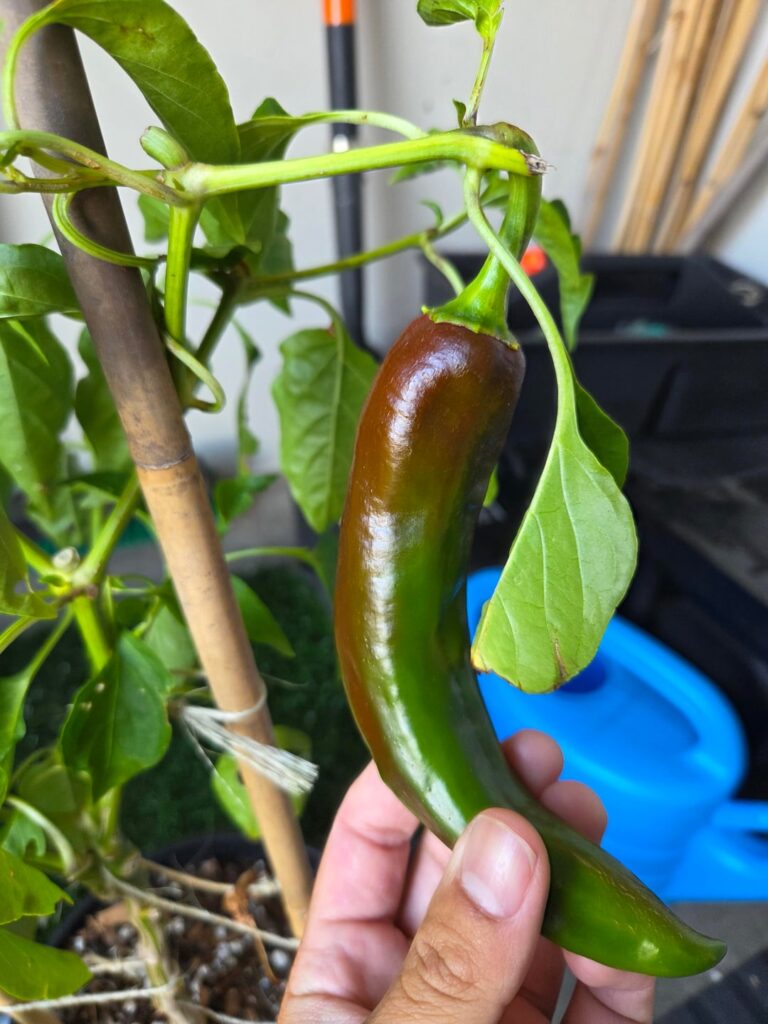Anaheim peppers turning red or going bad?
