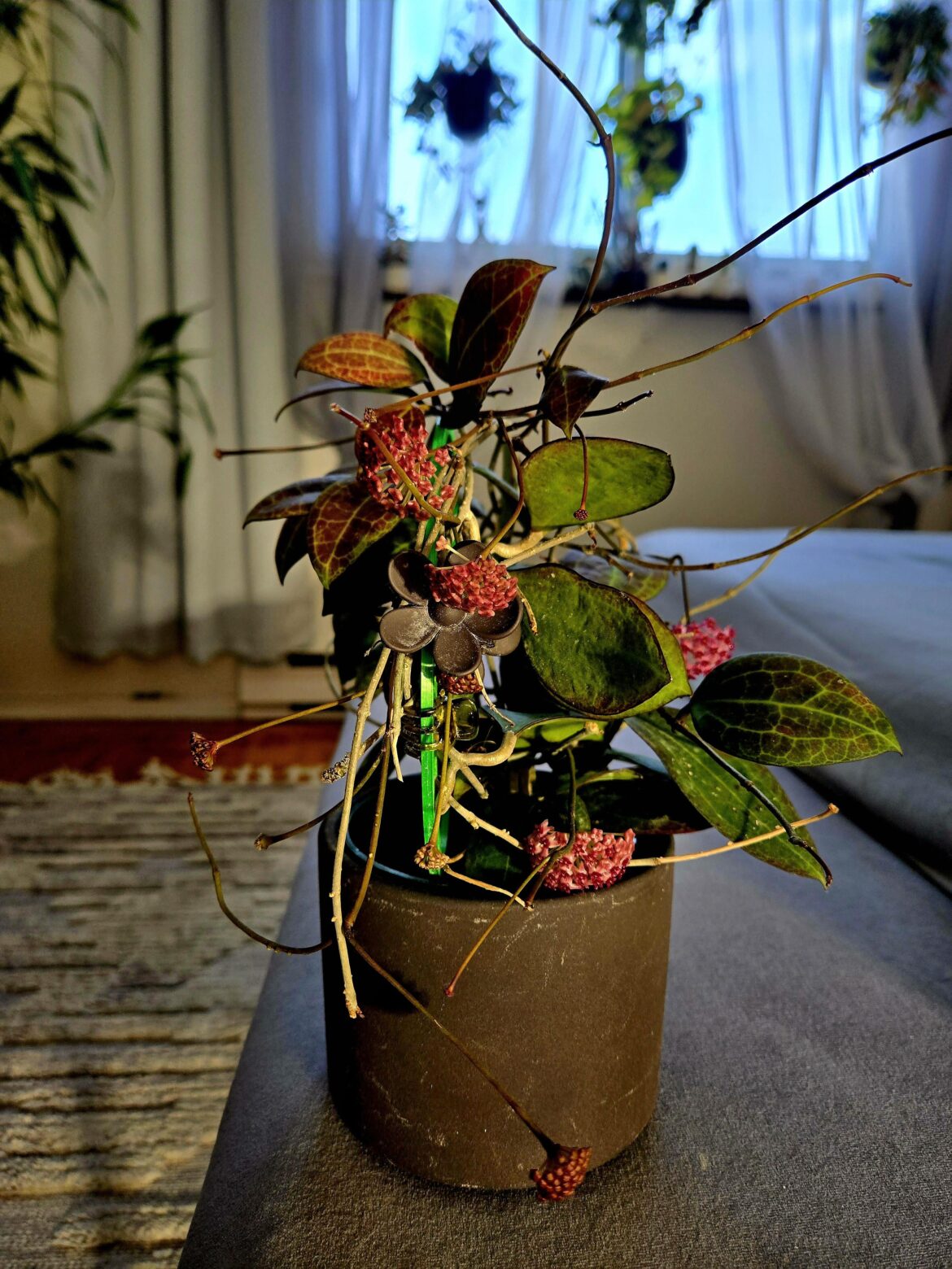 My tomataensis in fire ! No words!