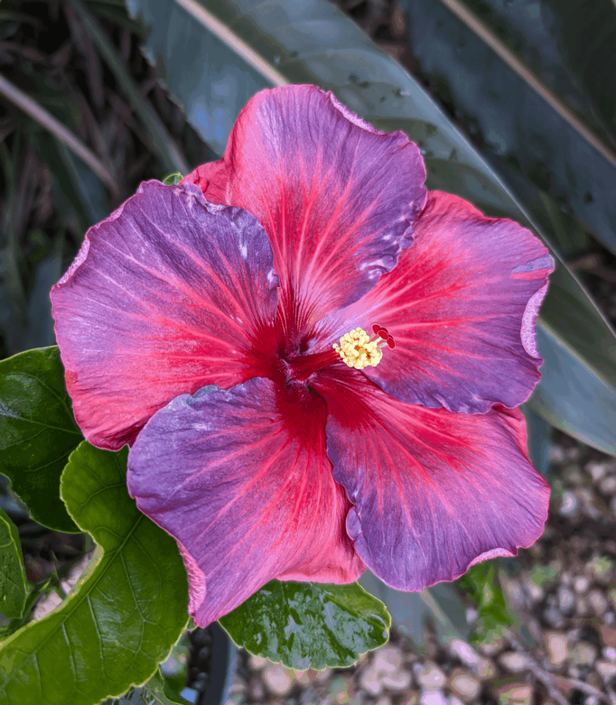 My 'Nightfire' hibiscus will forever be one of my favorite showstoppers 🤩🤩 Zone 9b/Florida