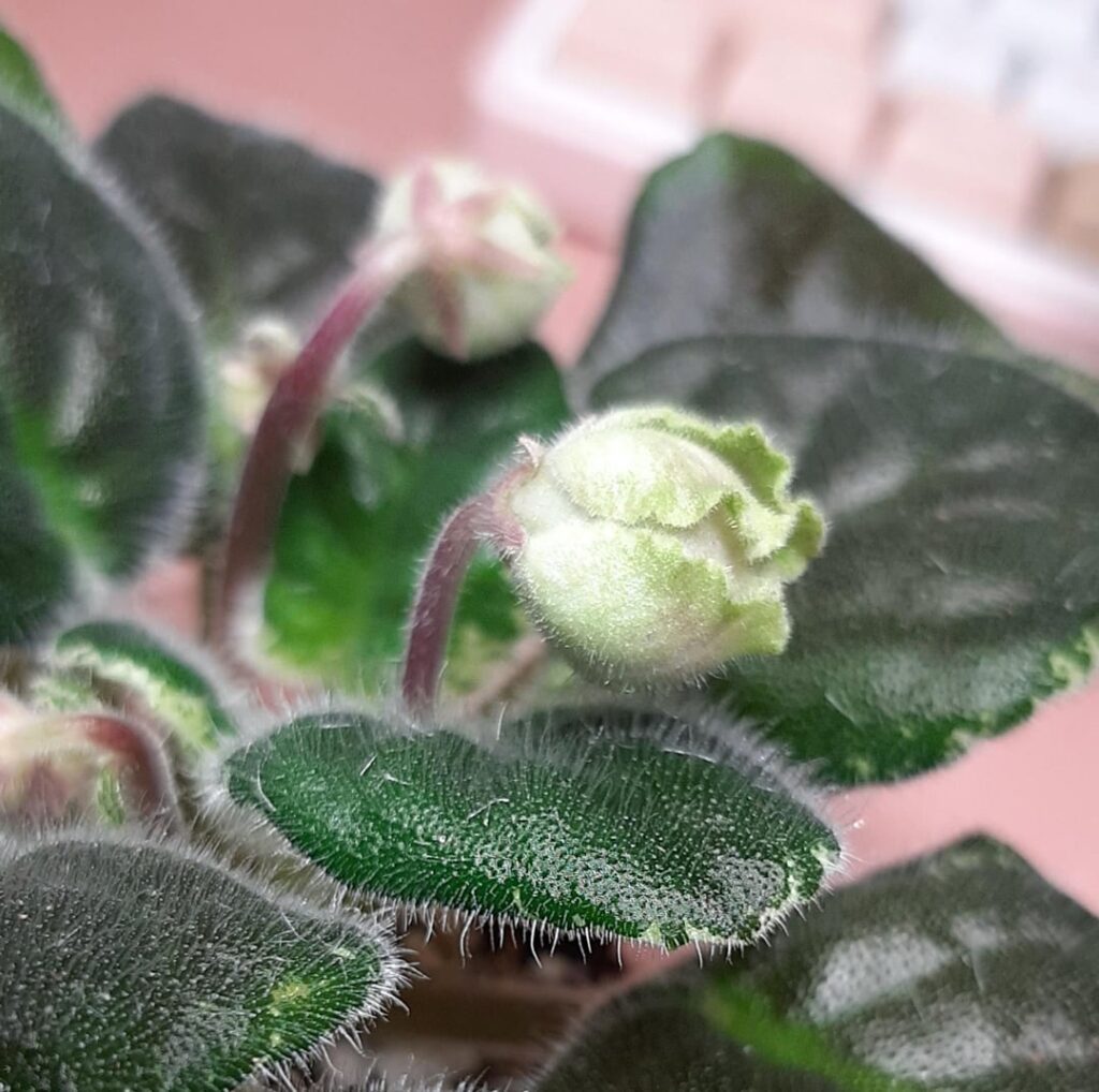 I can't get over how cute the buds in 'LE-Anechka' are