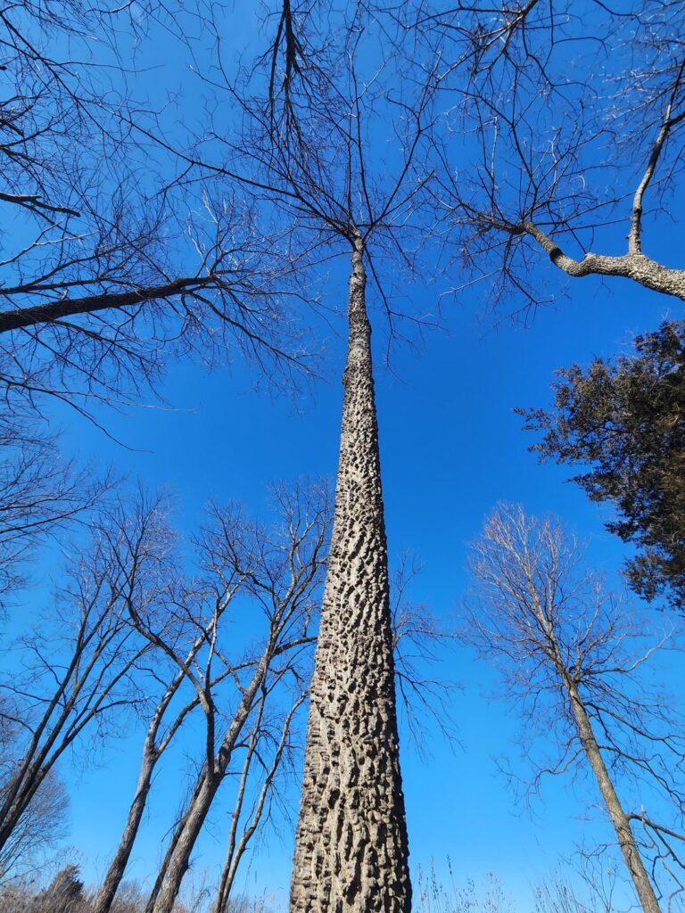 Hackberry appreciation because people hate on them so much they are one of the nicest trees around here