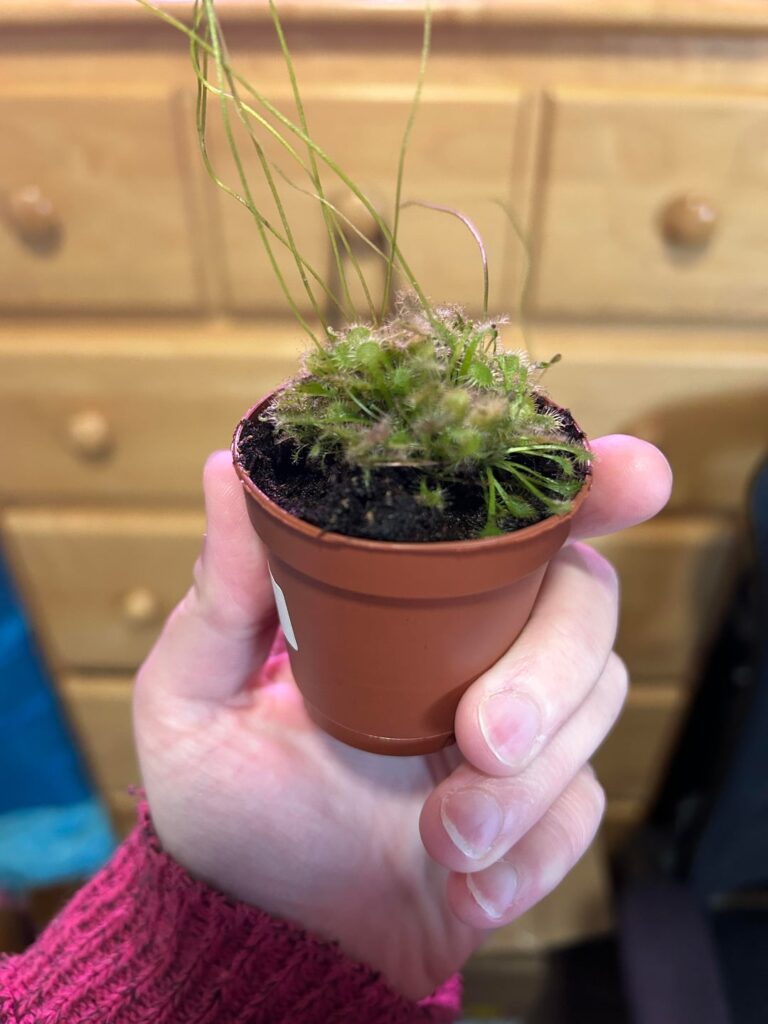 Sundew?
