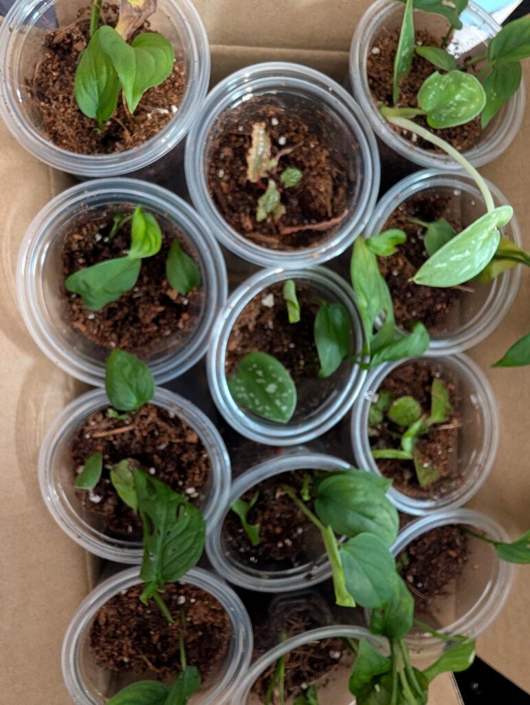 Potted up some props