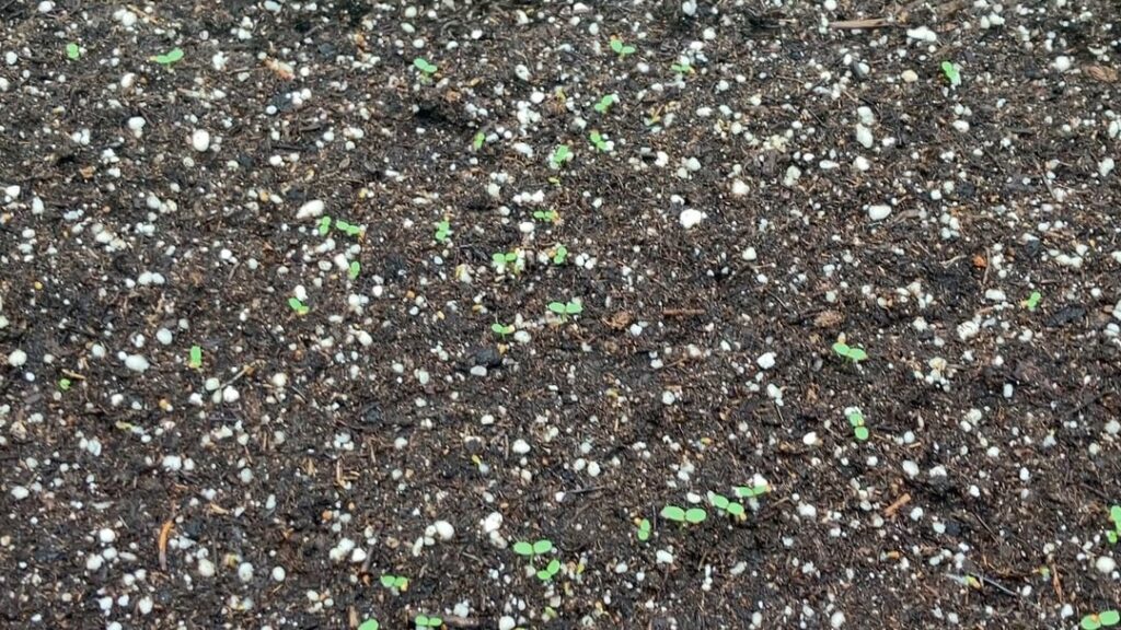 I planted the entire packet of alpine strawberries, and it looks like most of them came up. What now? I planted the entire packet of alpine strawberries, and it looks like most of them came up. What now?