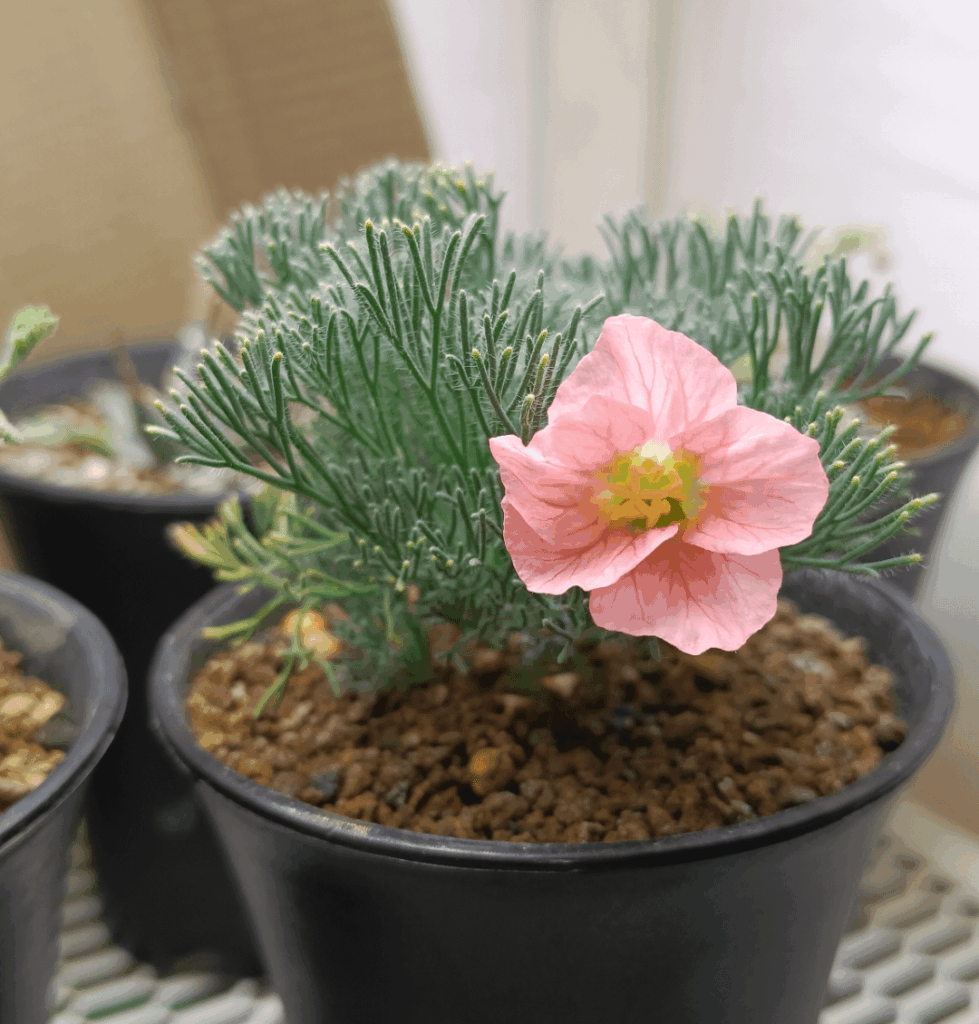 My very first Sarcocaulon's Flower. 2 months under my care💕