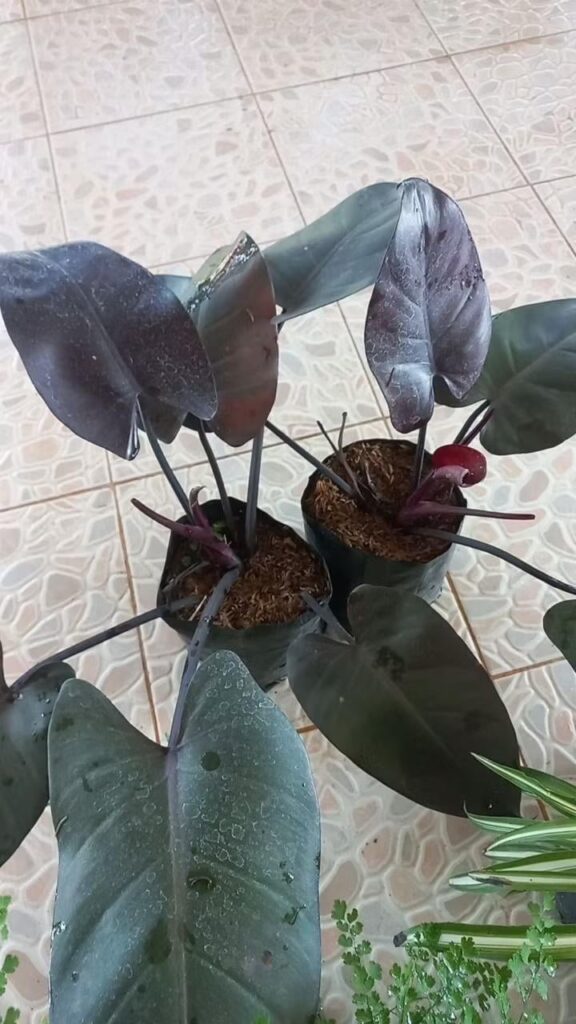 สอบถามสายพันธุ์ครับ