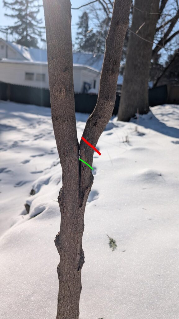 Where to cut redbud double leader?