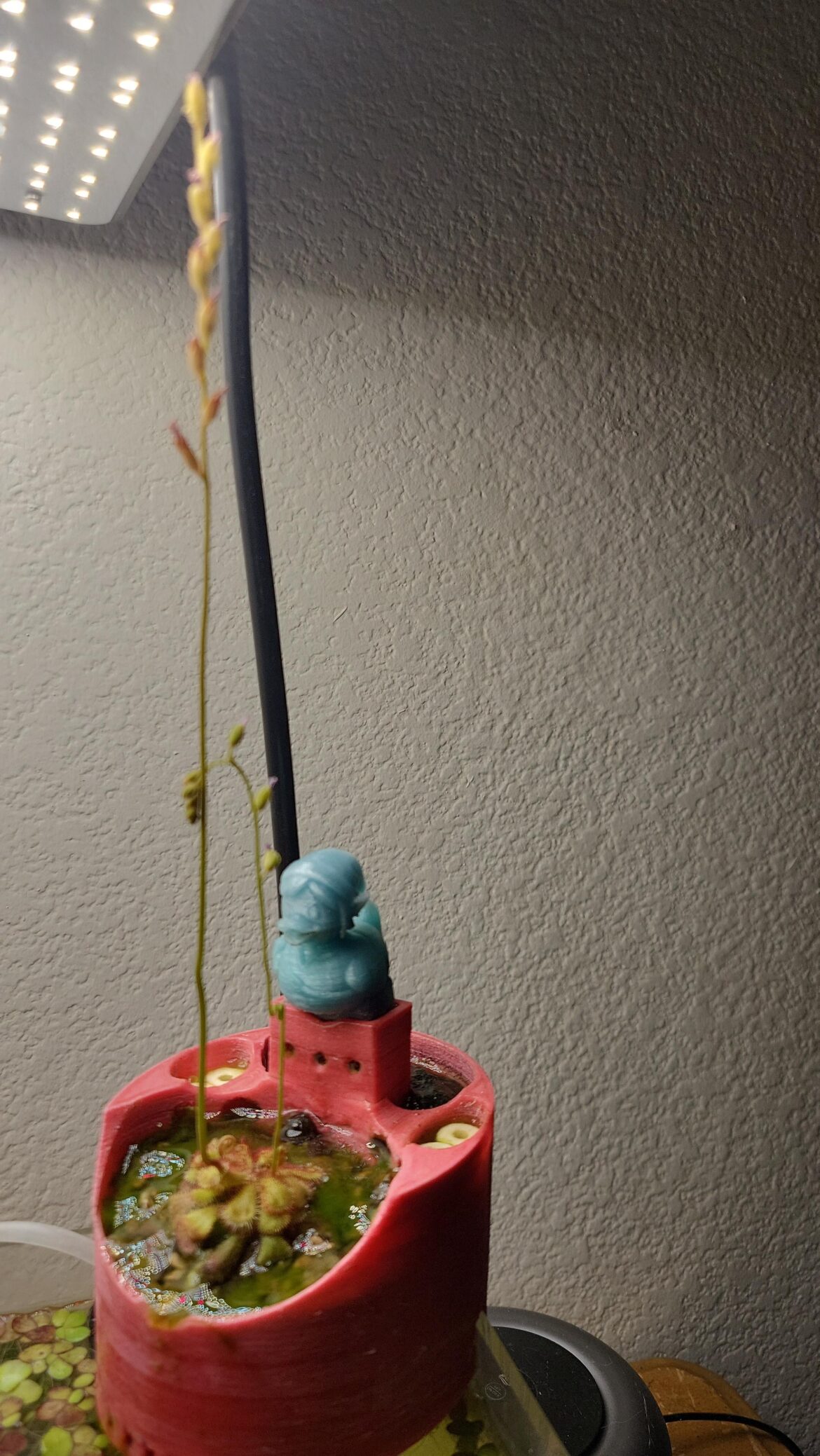 I was told this would die if it bloomed