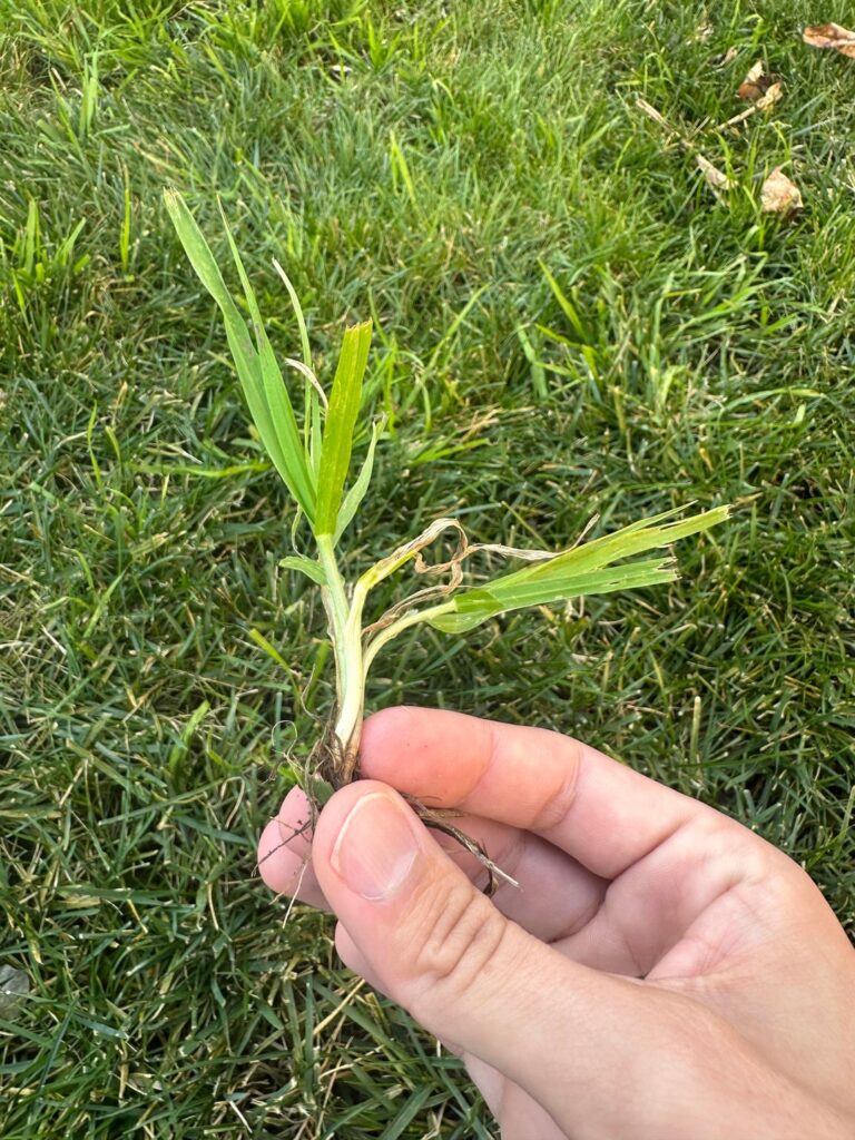 Grassy Weed Identification Grassy Weed Identification