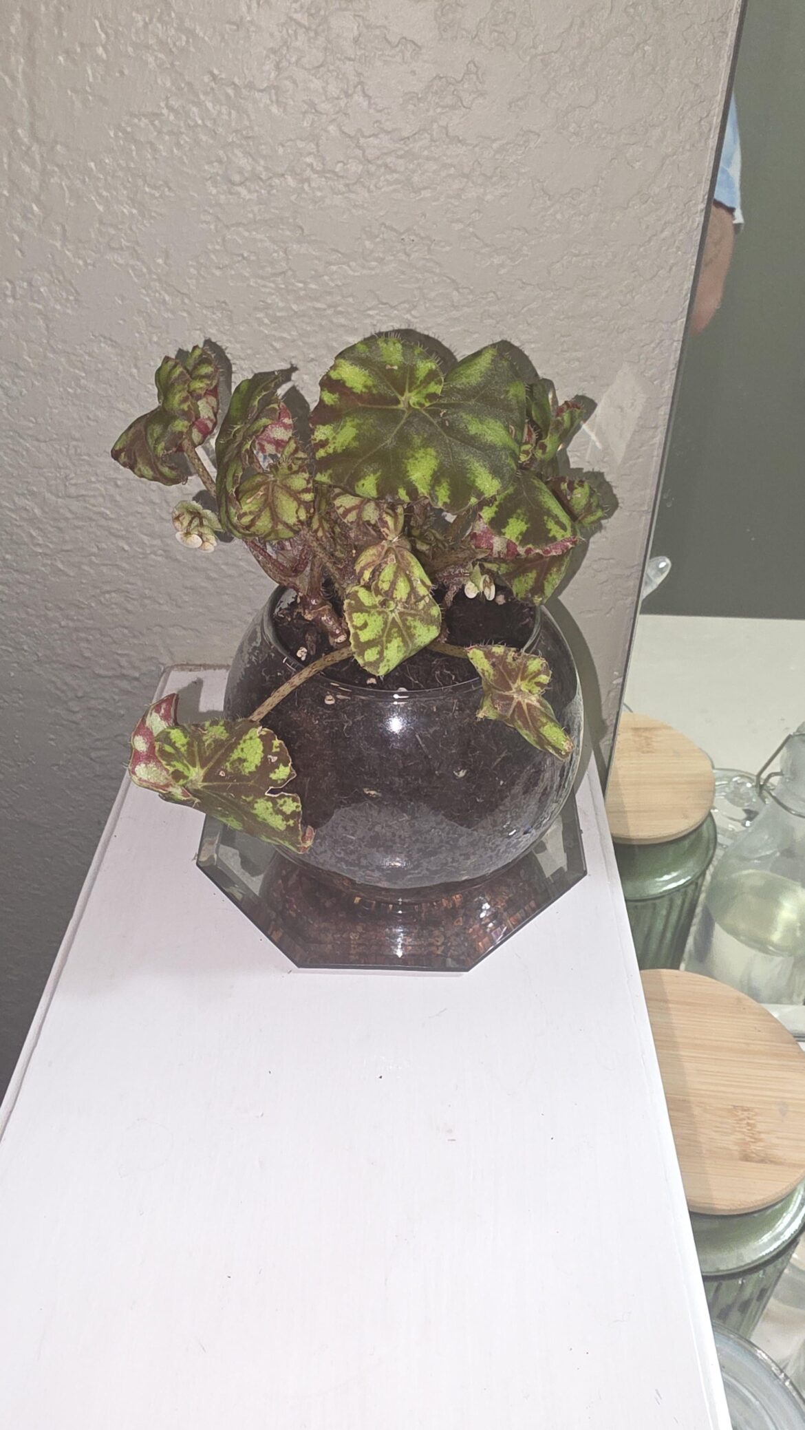 New to this type of begonia New to this type of begonia