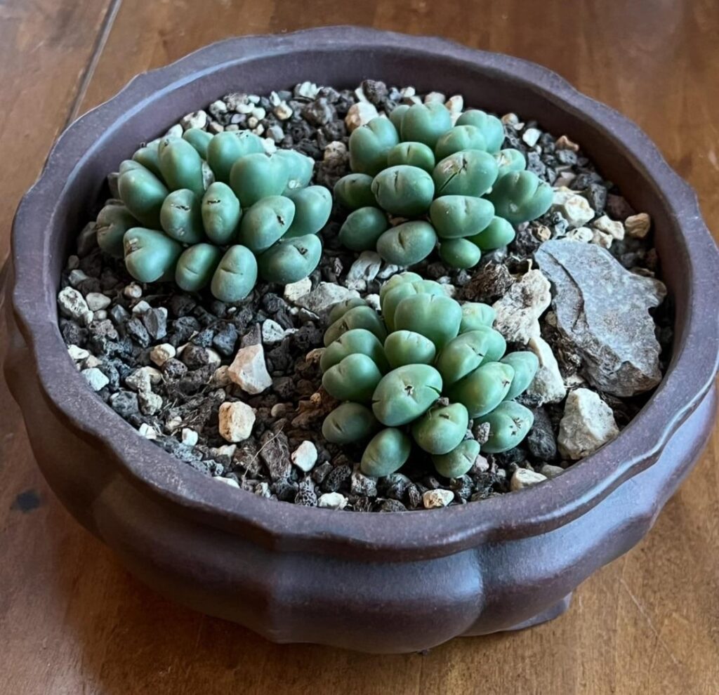 Conophytum Meyeri Mar 23-Nov 25