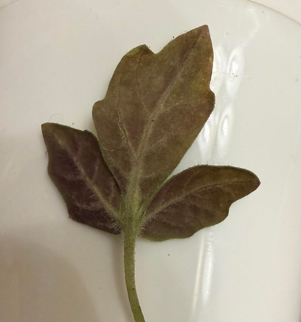 Purple leaveso Purple leaveso