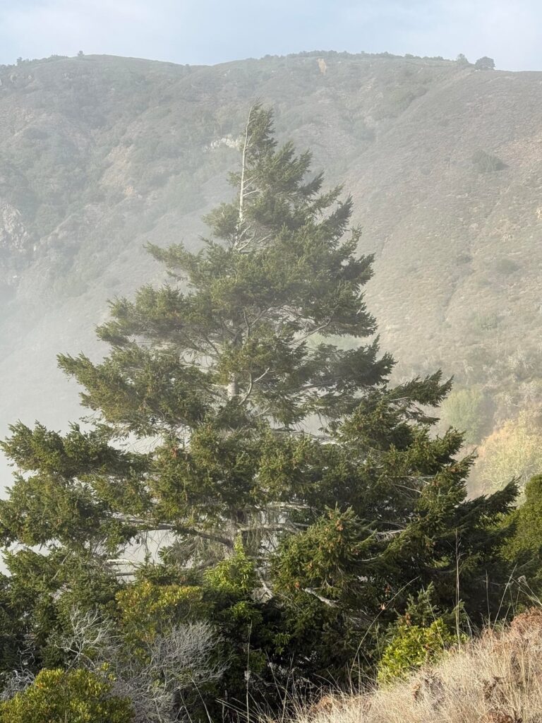 Most common tree in the Pacific Northwest (Douglas fir) found all the way down in Big Sur! Most common tree in the Pacific Northwest (Douglas fir) found all the way down in Big Sur!