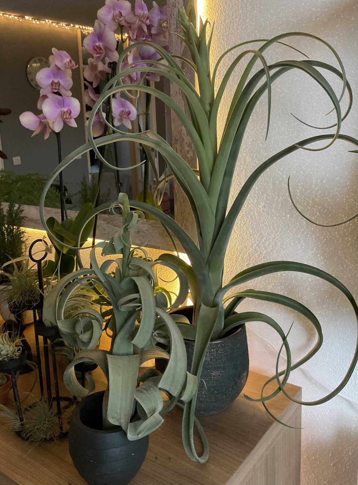 Curly Slim, one of my favorites!