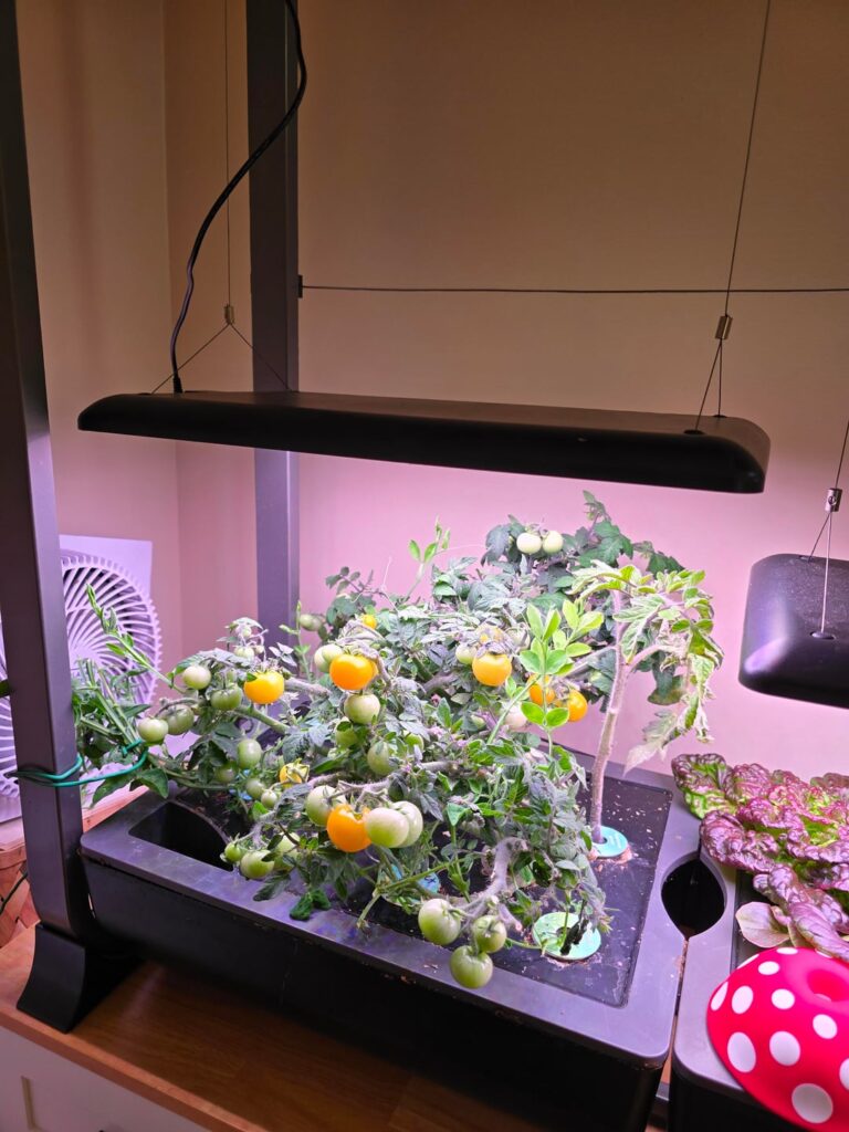 My growing tomato collection ✨️