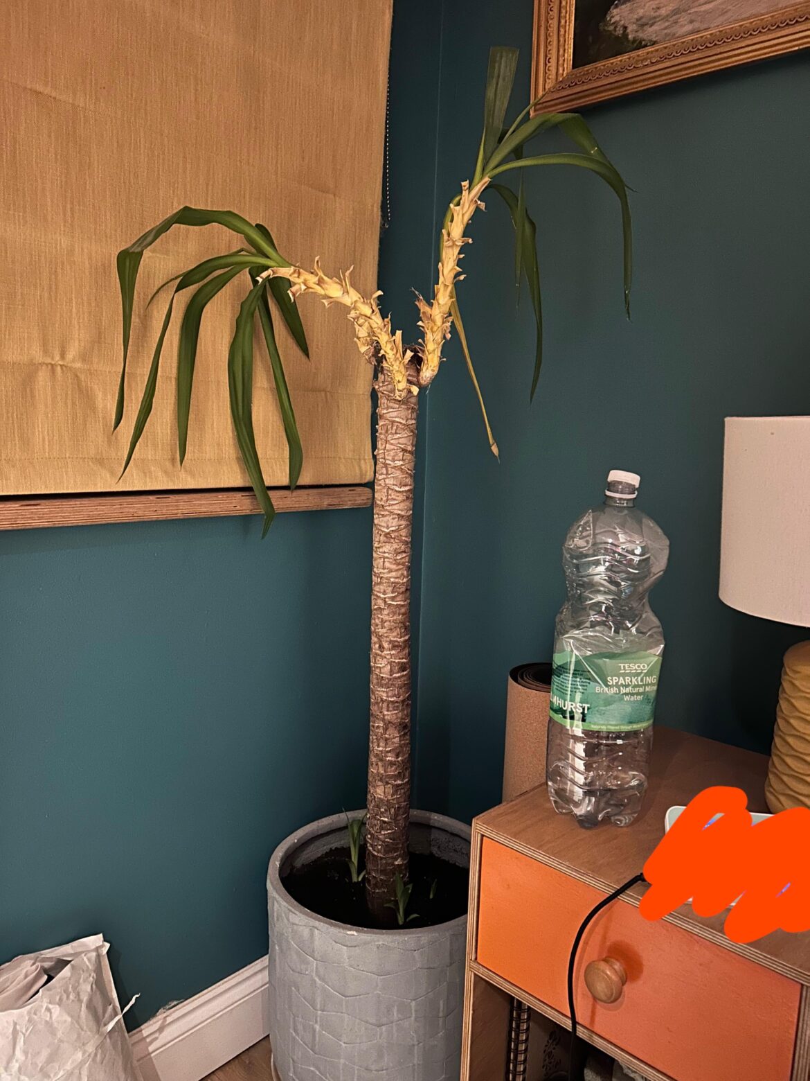 Yucca help… Yucca help…