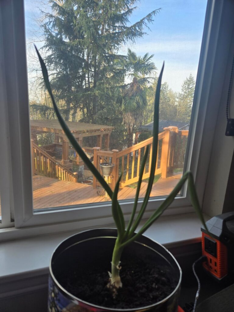 Onion Help!