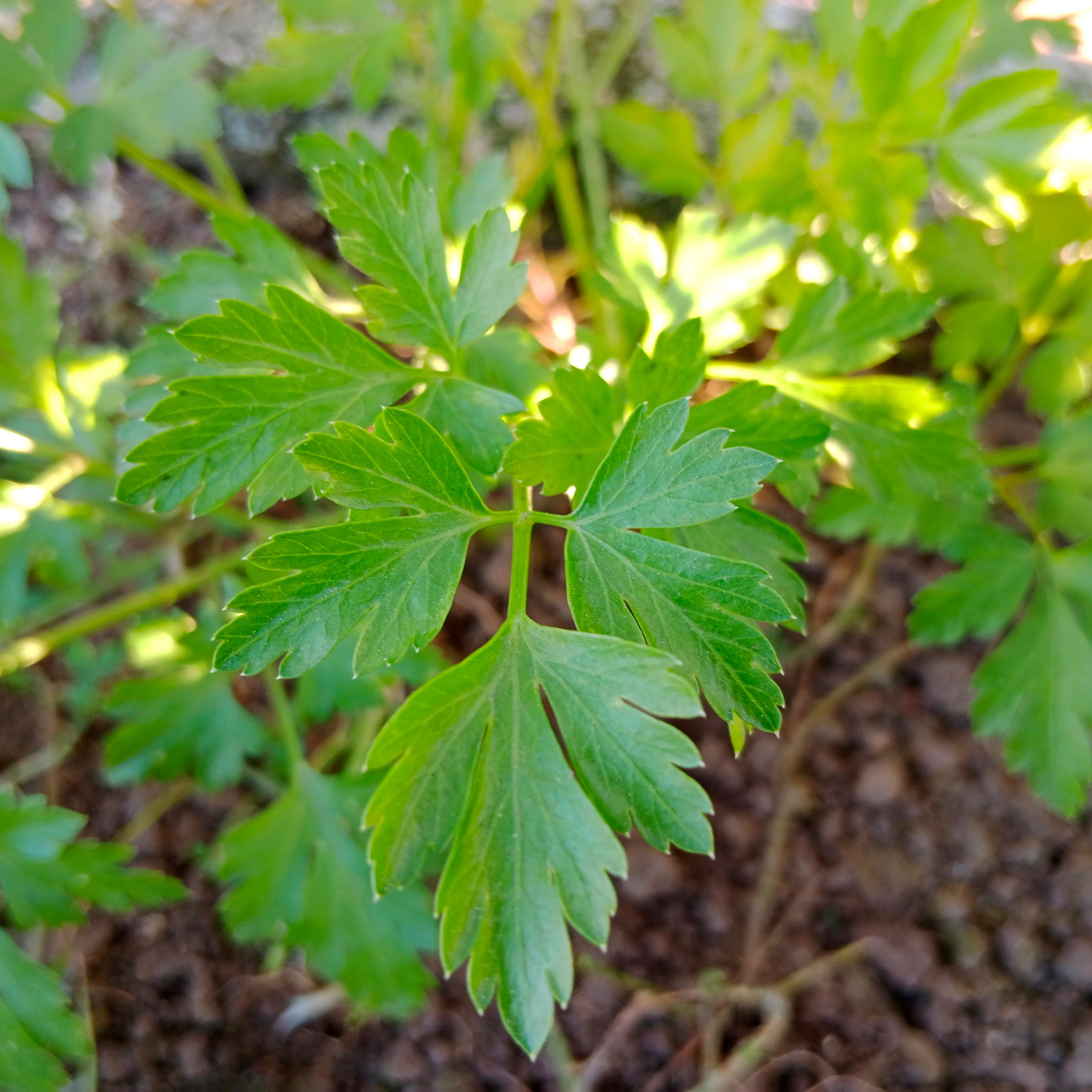 first things to plant early spring parsley