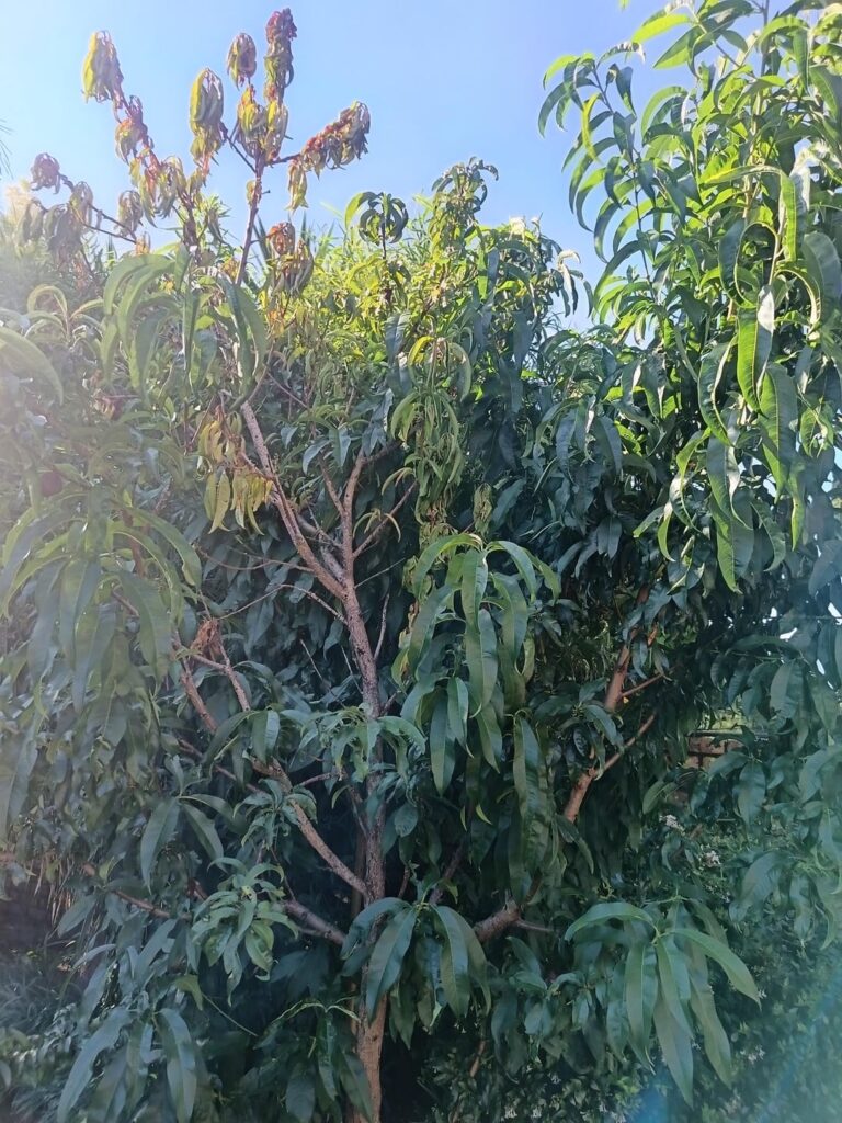 Top of nectarine main trunk dying.