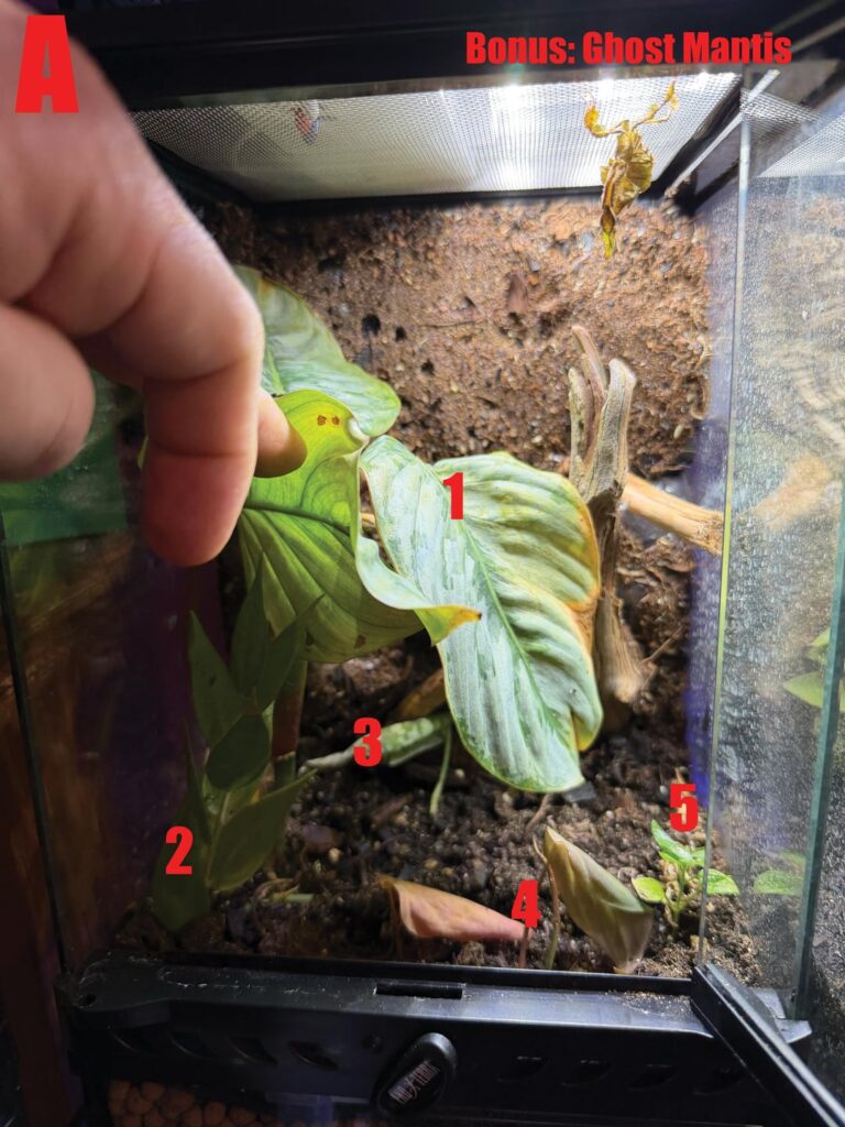 Help Me with the Overwhelming Task of Identifying My Plants! Help Me with the Overwhelming Task of Identifying My Plants!