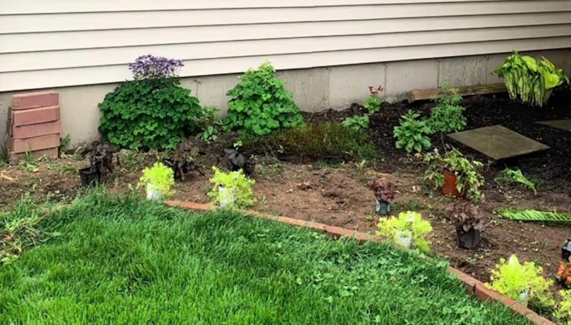 Gardener shares stunning before-and-after footage of yard transformation: 'So beautiful'