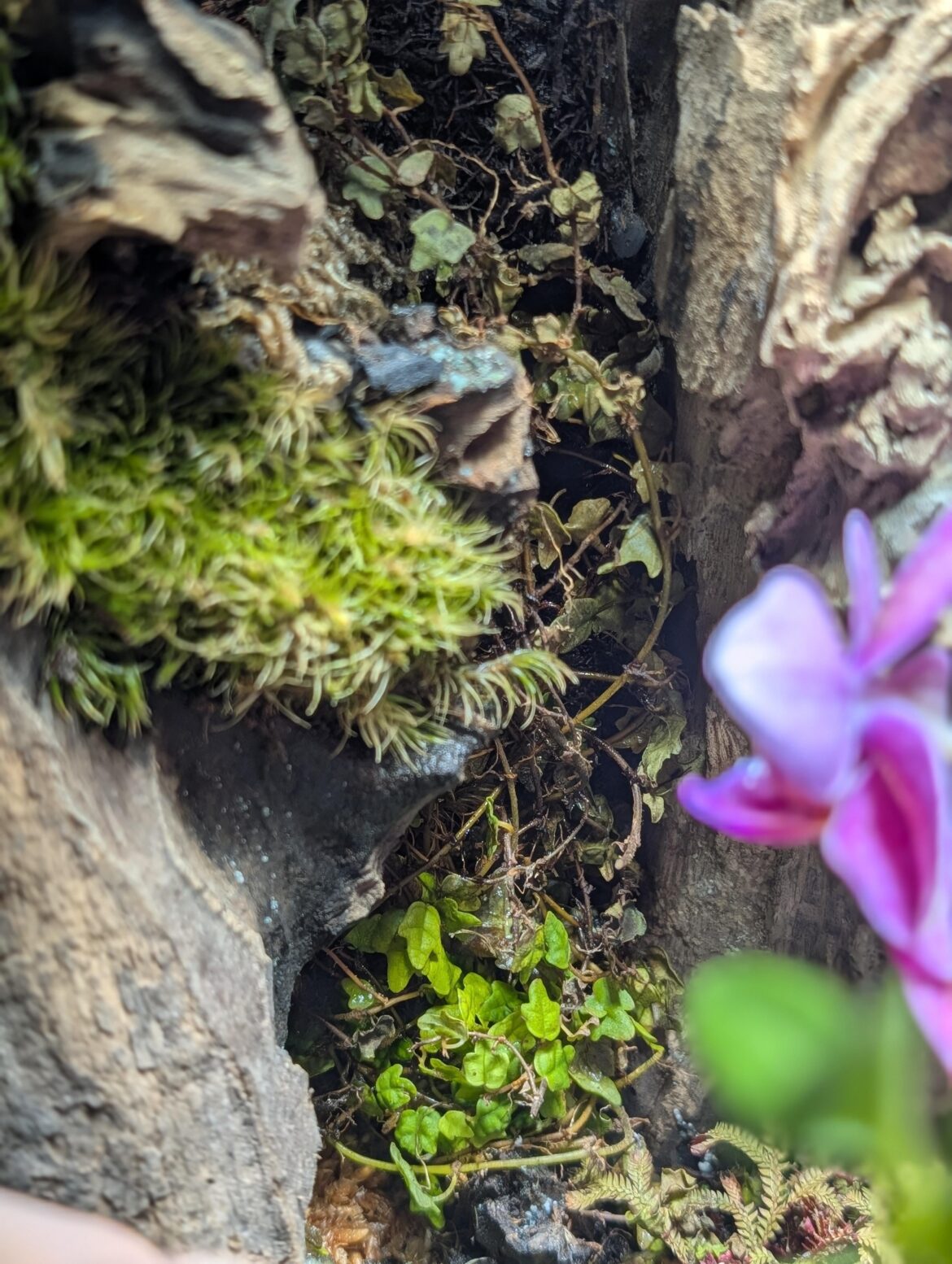 Sting of Frogs Die-back. Cut or leave?