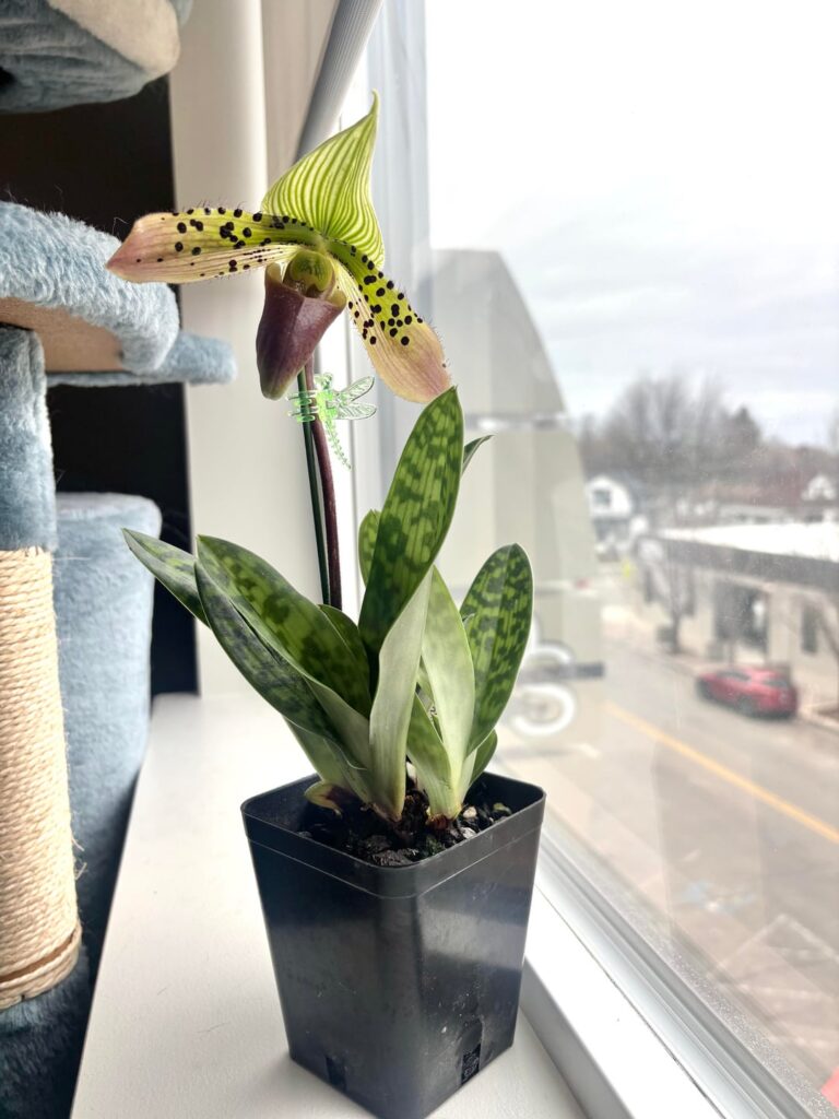 my first orchid🤍