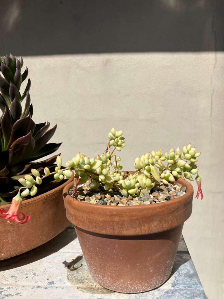 my thirstiest succas