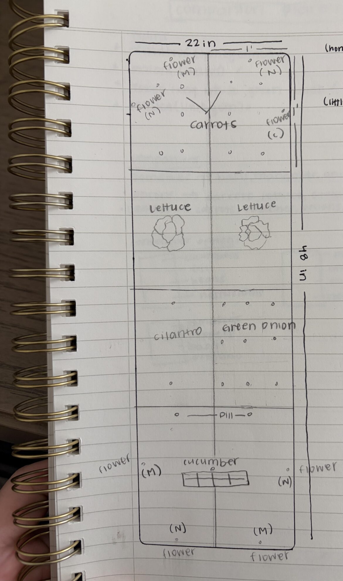 How is my plan? (Newbie)