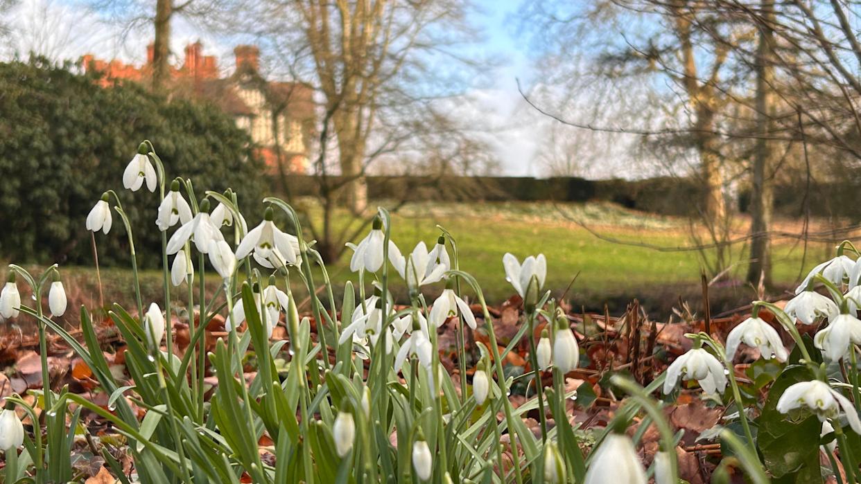 White flowers and green and grass and trees. A house is visible in the background