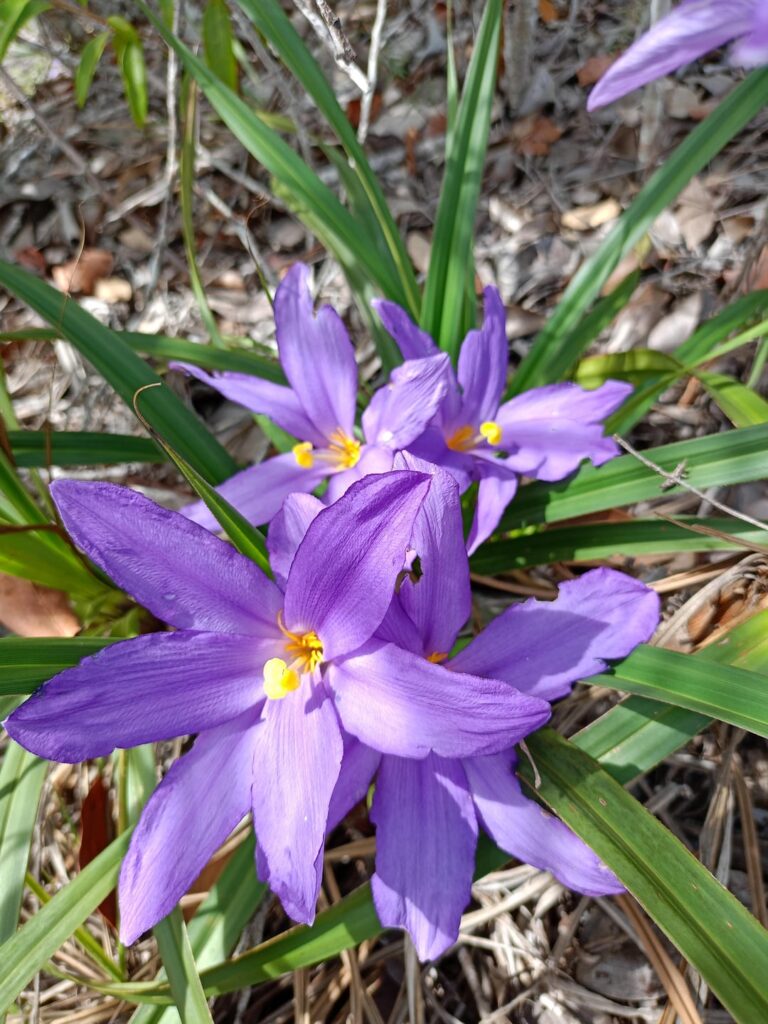Wild flowers in Brazil