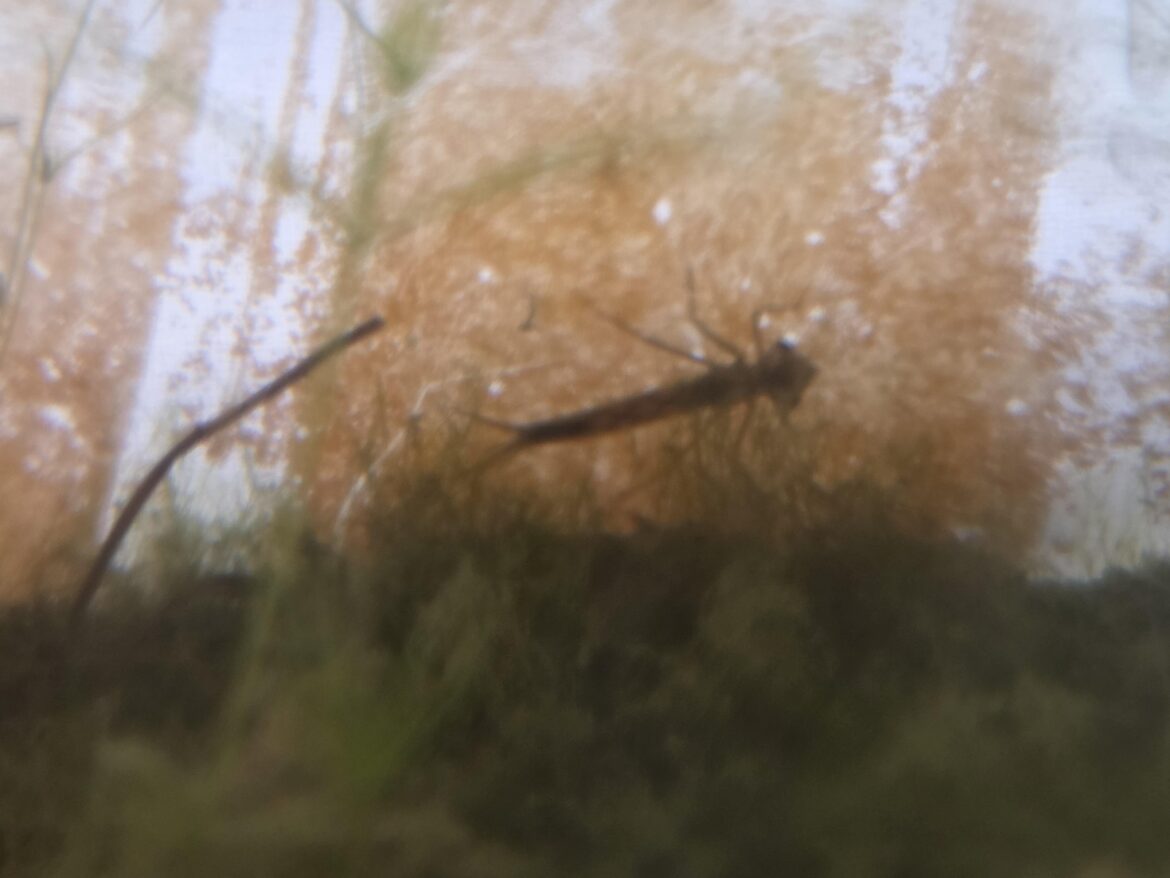 Seven months in, I thought I’d just built a deluxe snail habitat after everything else died. Then this little bugger appeared, and now I’m worried he’s about to wipe out my snail buddies. Please tell me I’m wrong.