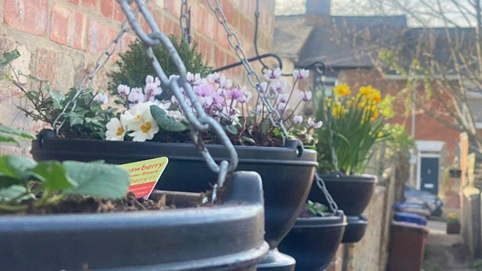 Several hanging baskets by a wall. there are some bins in the background