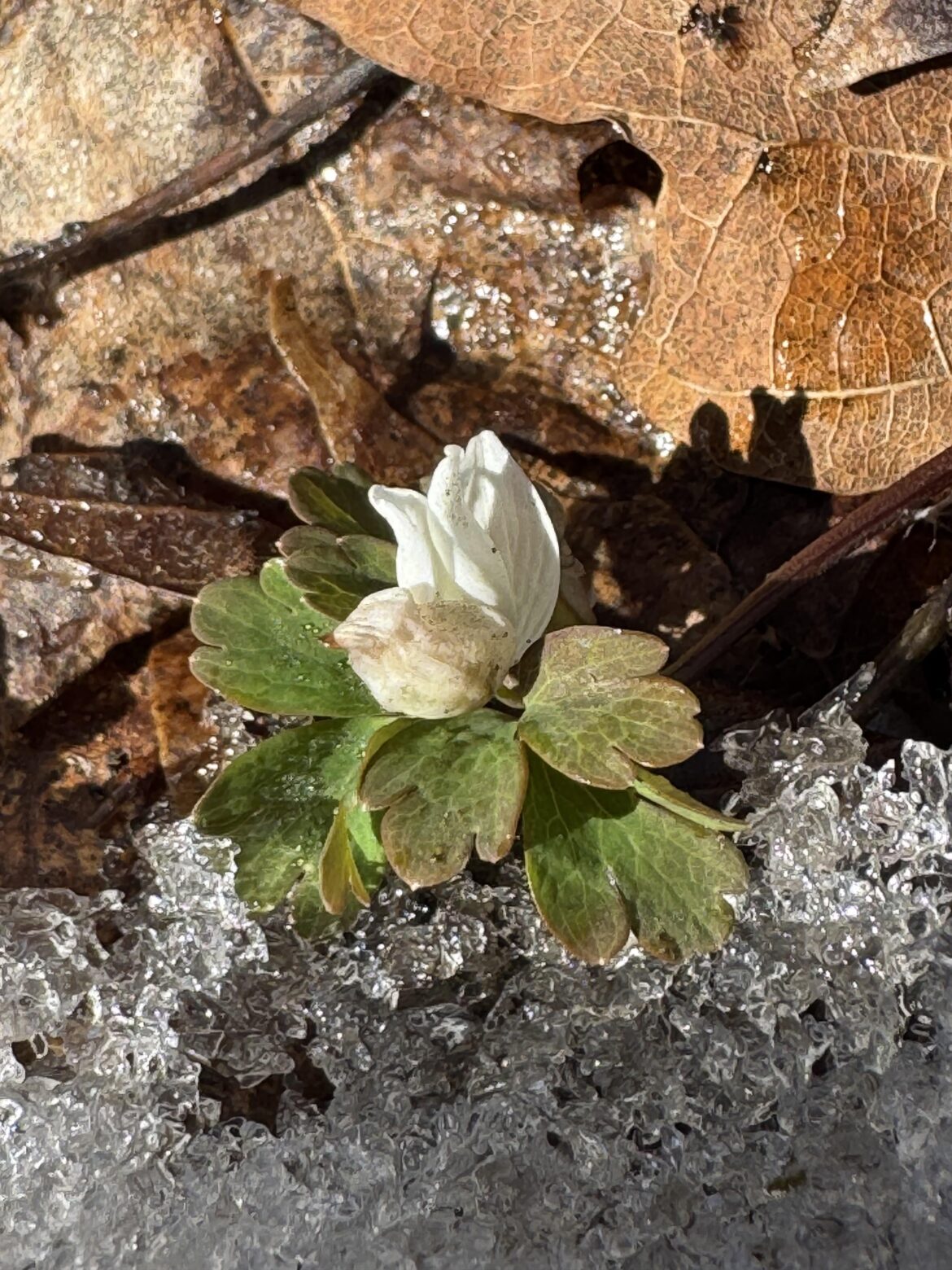 First bloom of the year?