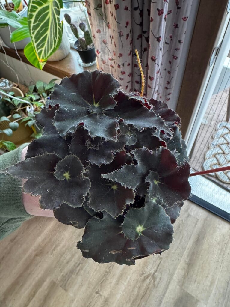 Please help identifying