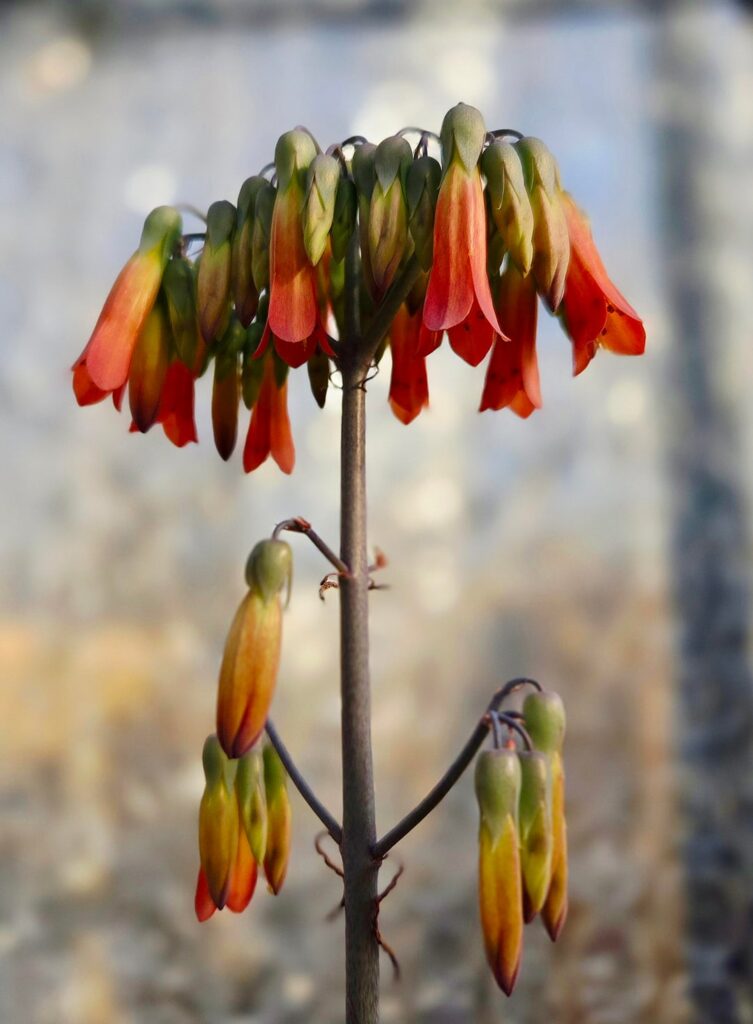 Flowering in the greenhouse