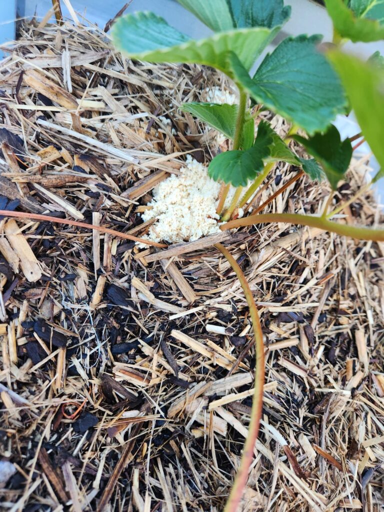 Is this slime mold?