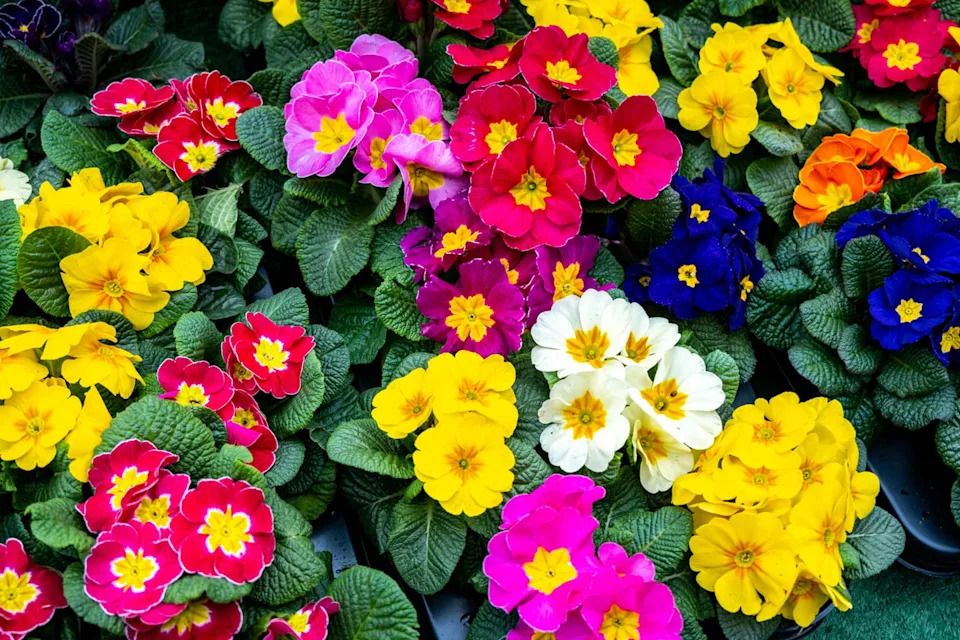 primrose flowers