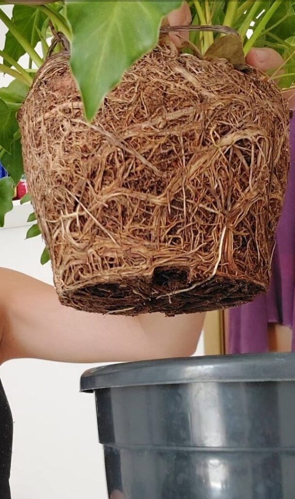 filodendro/monstera xanadu