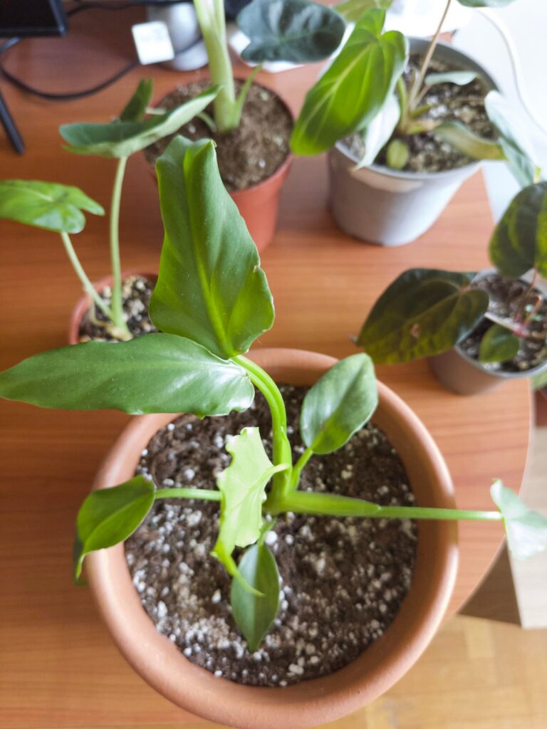 What philodendron is it?