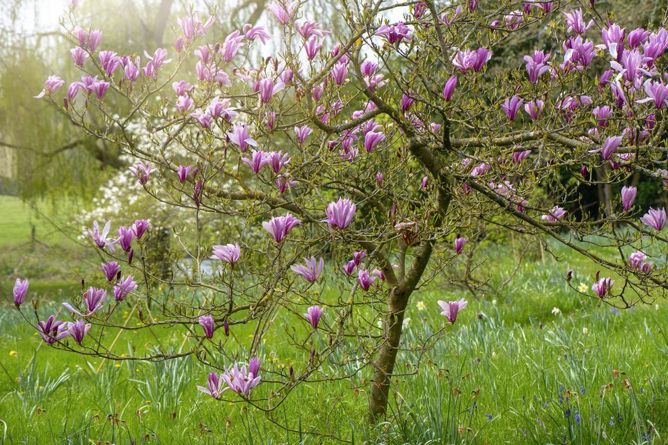 A magnolia tree in spring