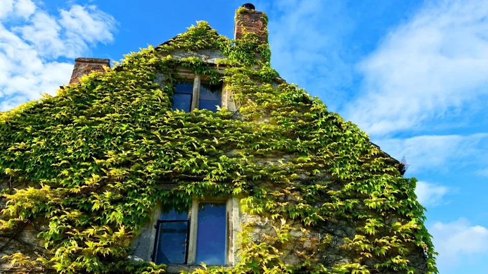 house covered in English ivy.