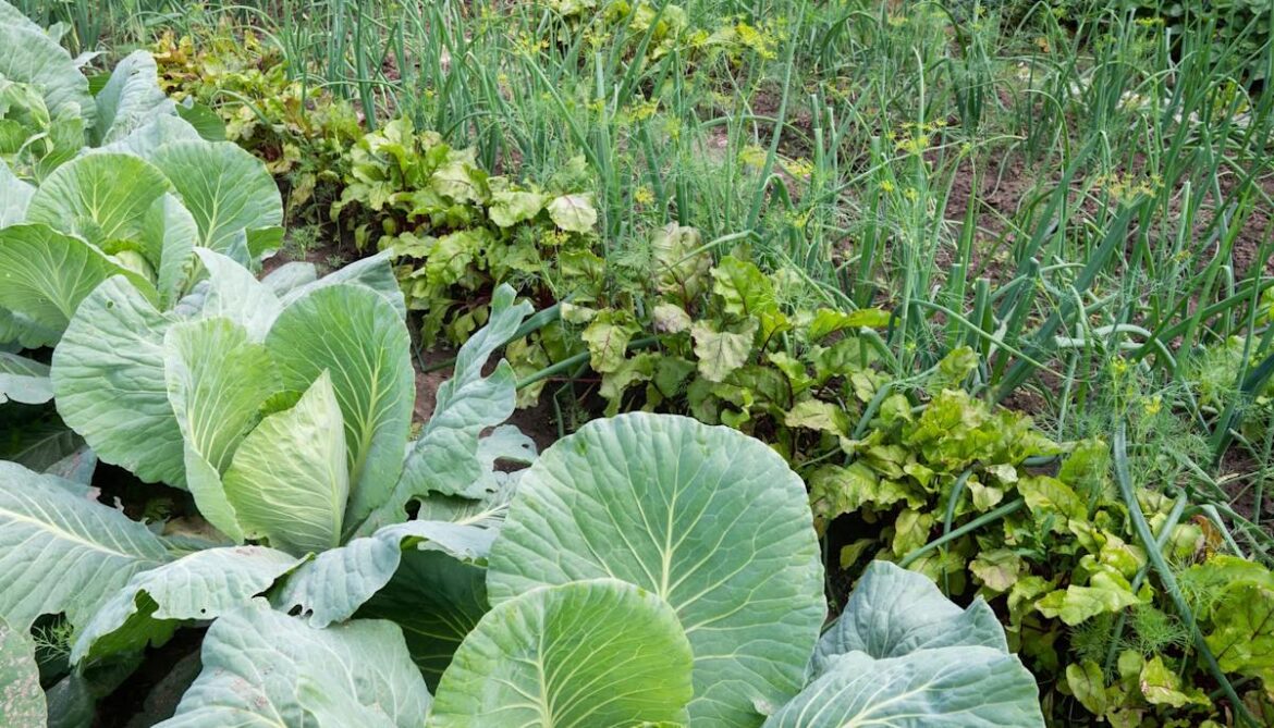 Gardener reveals brilliant hack using old cardboard boxes: 'This is genius'