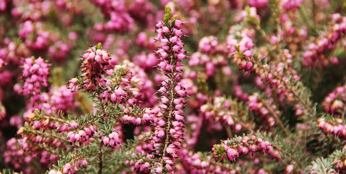 Deadheading in February: 7 plants that will reward you in spring