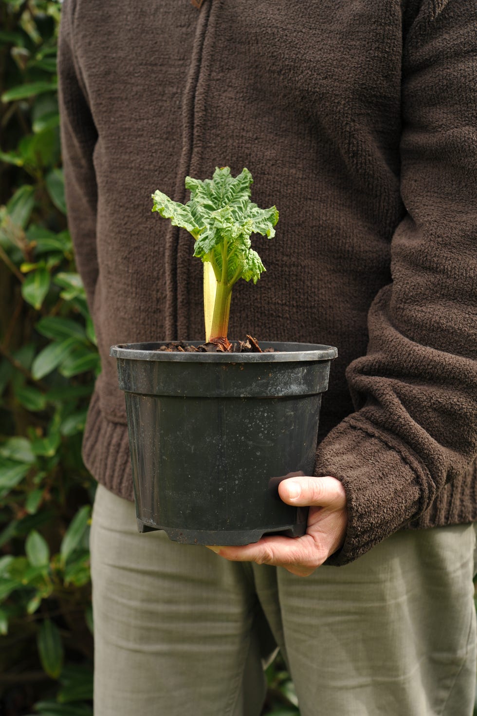 Young rhubarb plant ready to be planted