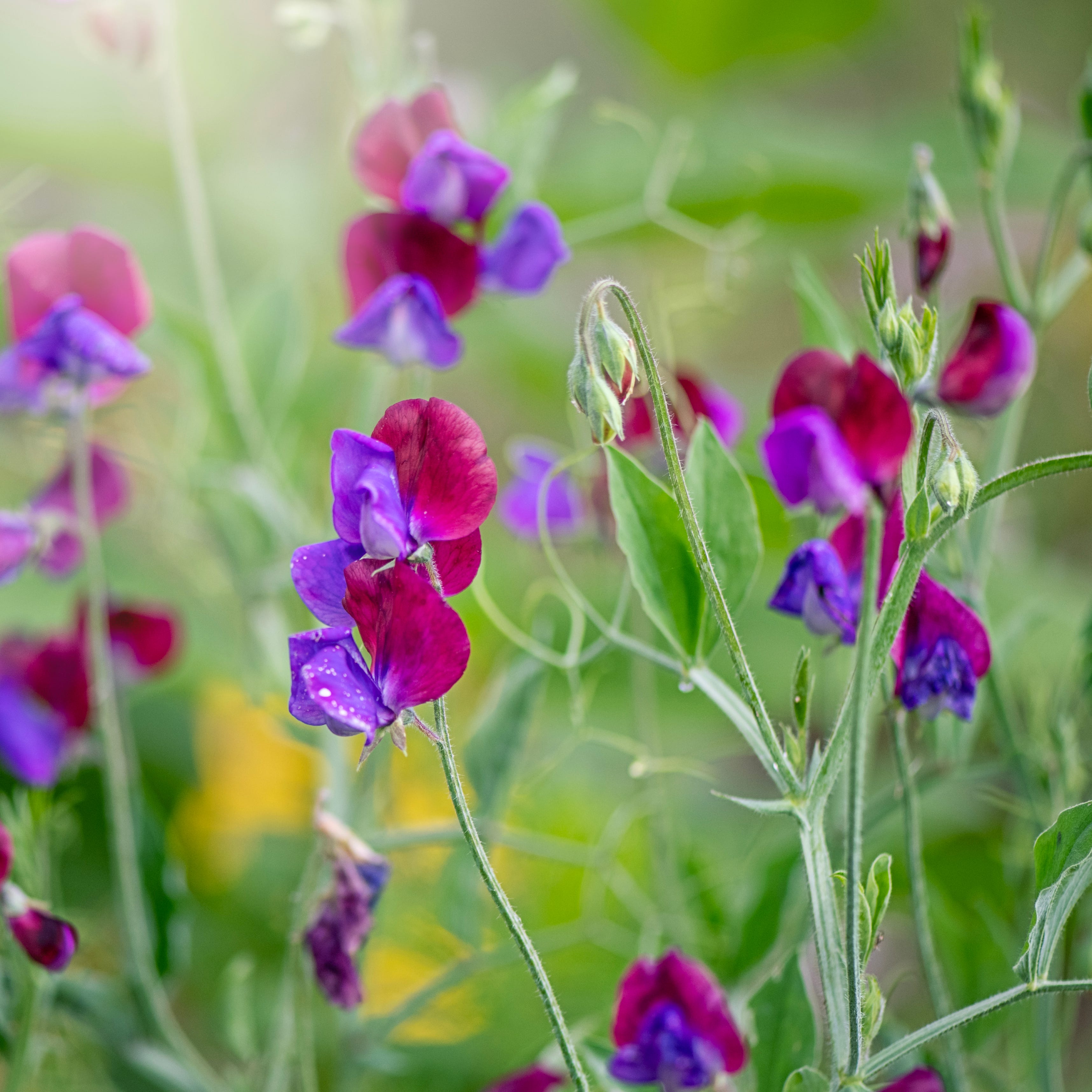 first things to  plant in early spring sweet peas