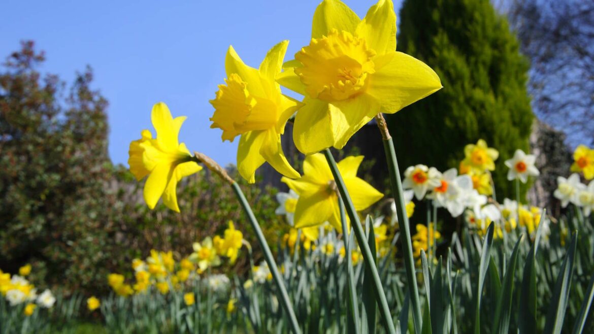 When and How to Divide Bulbs to Rejuvenate Spring Displays Daffodils blooming in a garden in spring sunshine